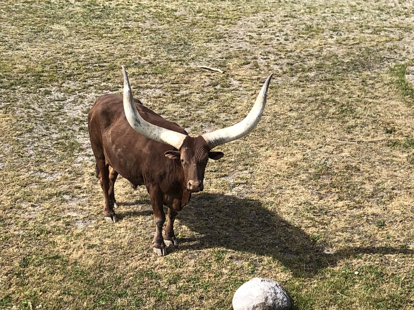 Watsui Cattle
