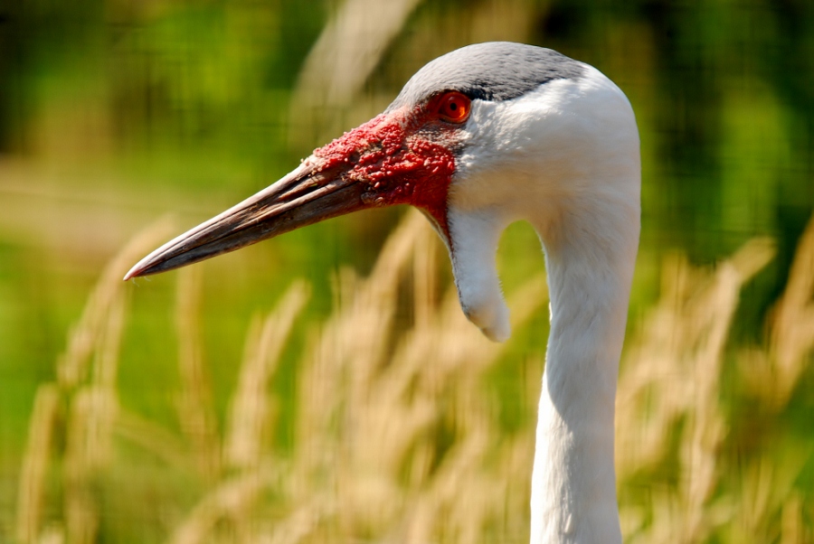 Wattle Crane