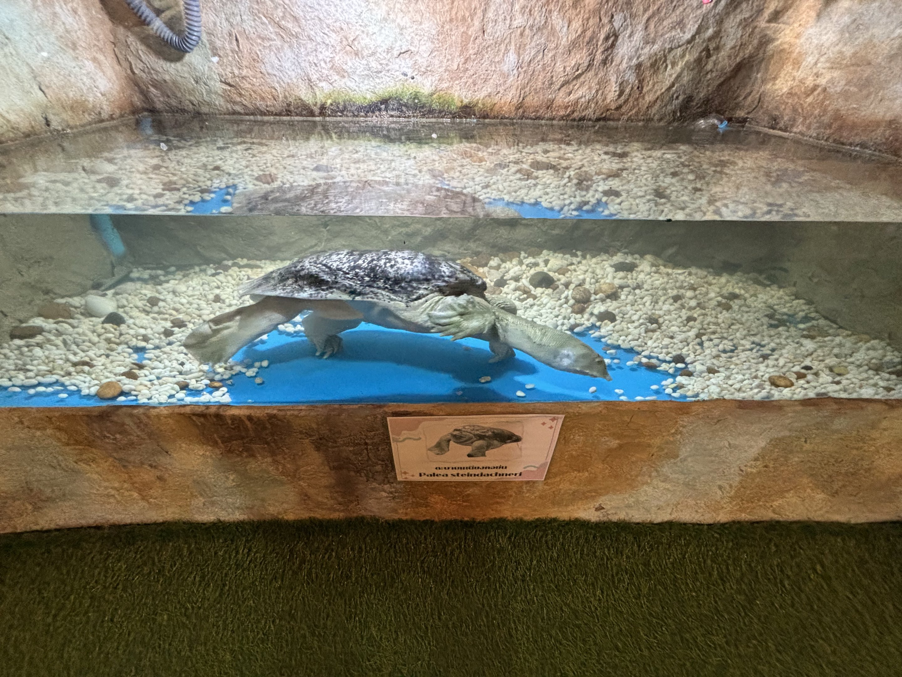 Wattle-necked Softshell Turtle Exhibit