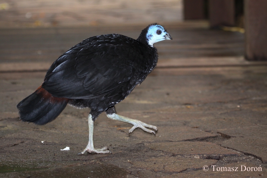 Wattled Brush Turkey (Aepypodius arfakianus misoliensis) - female