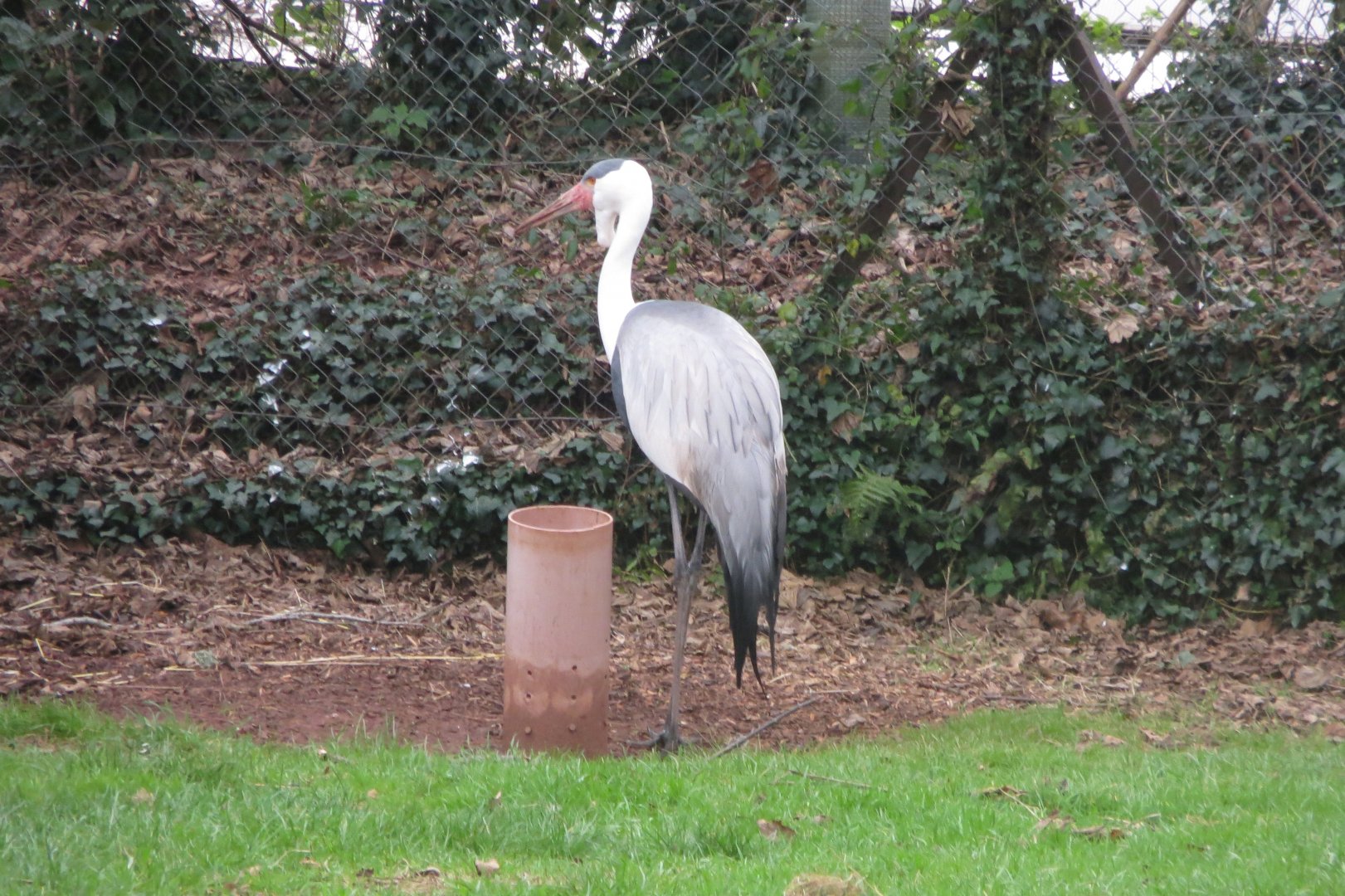 Wattled crane 050119