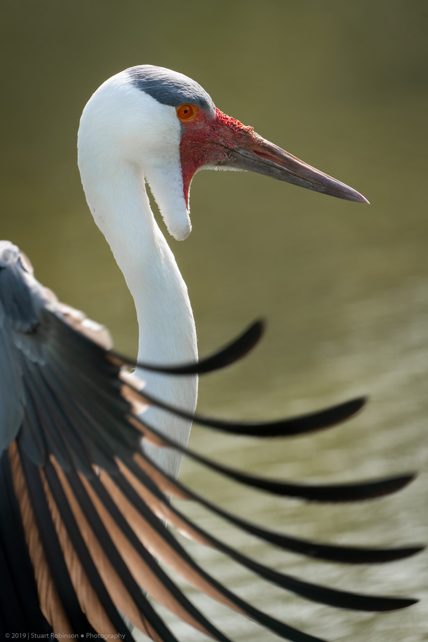 Wattled Crane - 15/04/2019