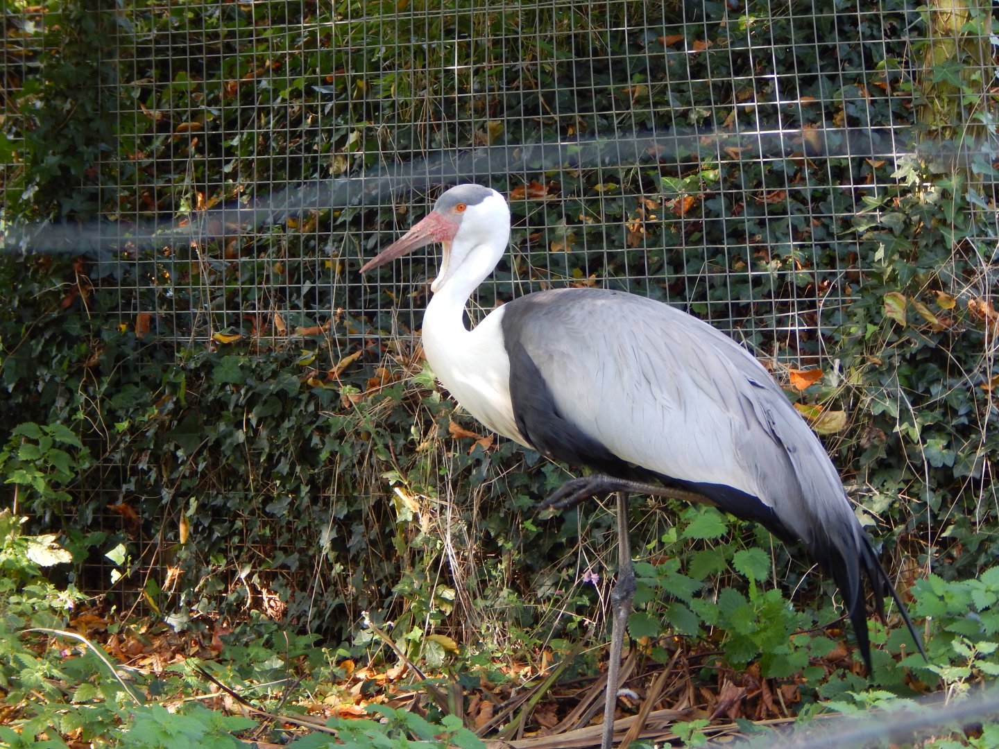 Wattled crane 181020