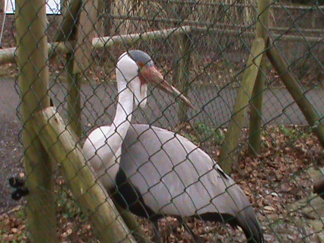 wattled crane 200211