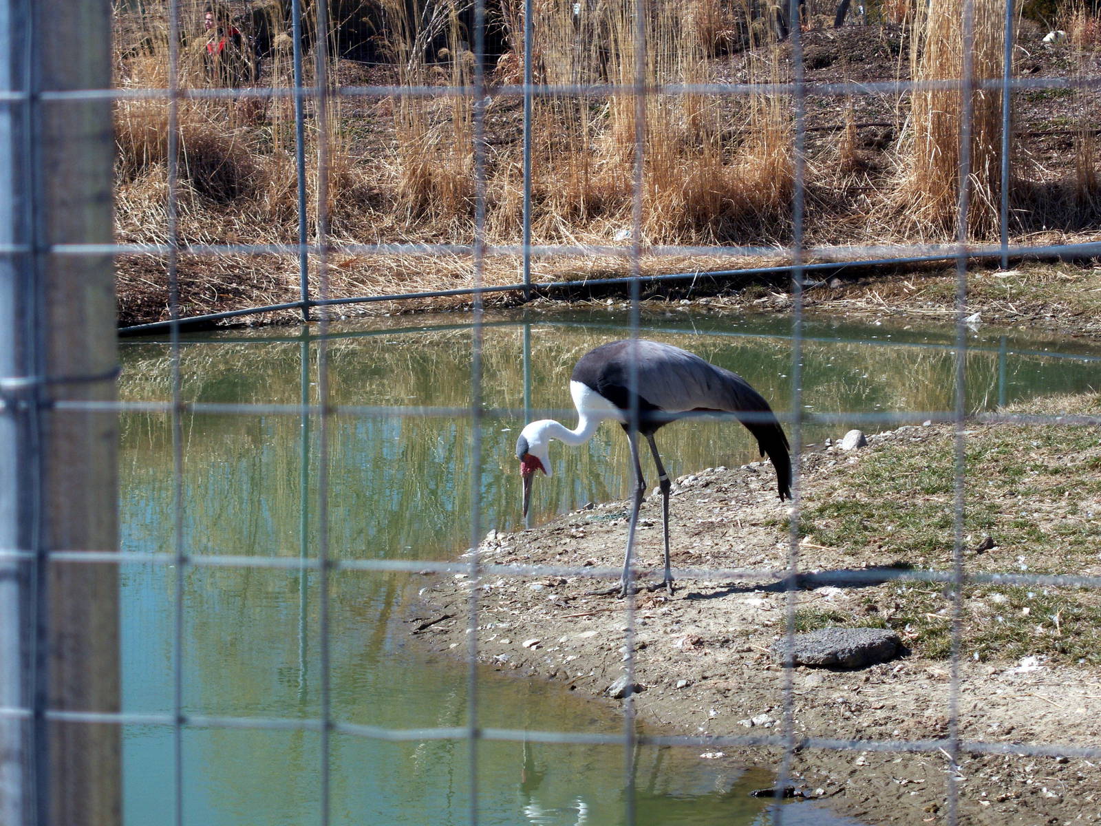 Wattled Crane - 2009
