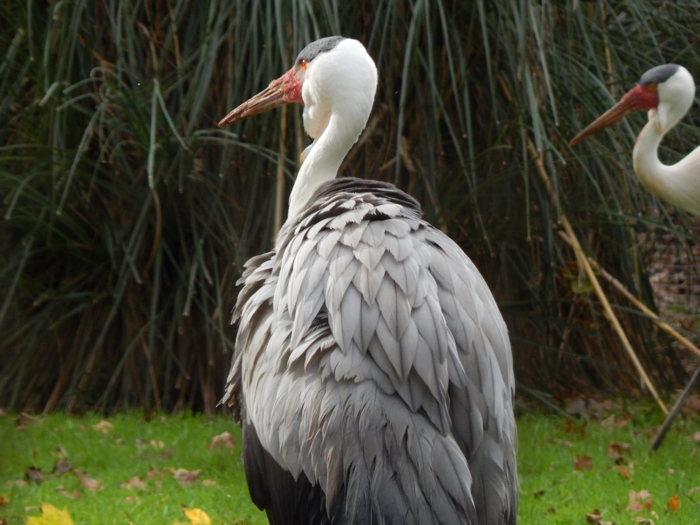 Wattled crane 201121