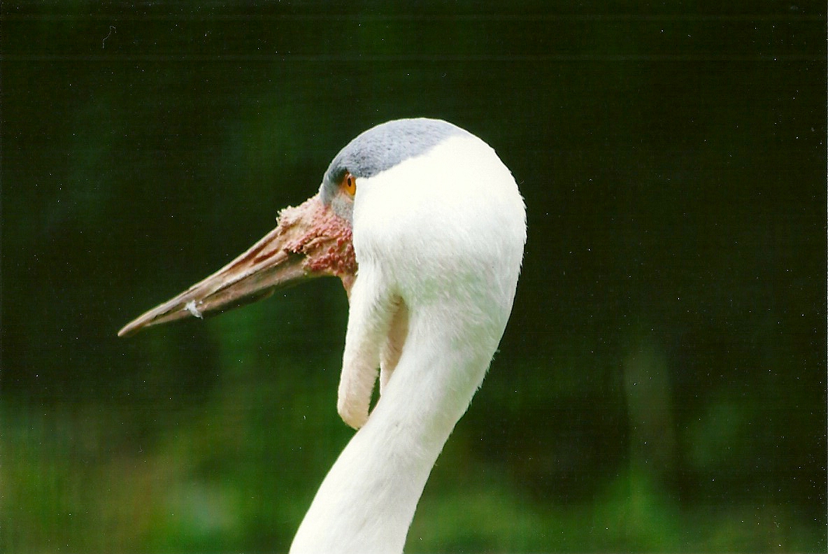 Wattled Crane 9th September 2012