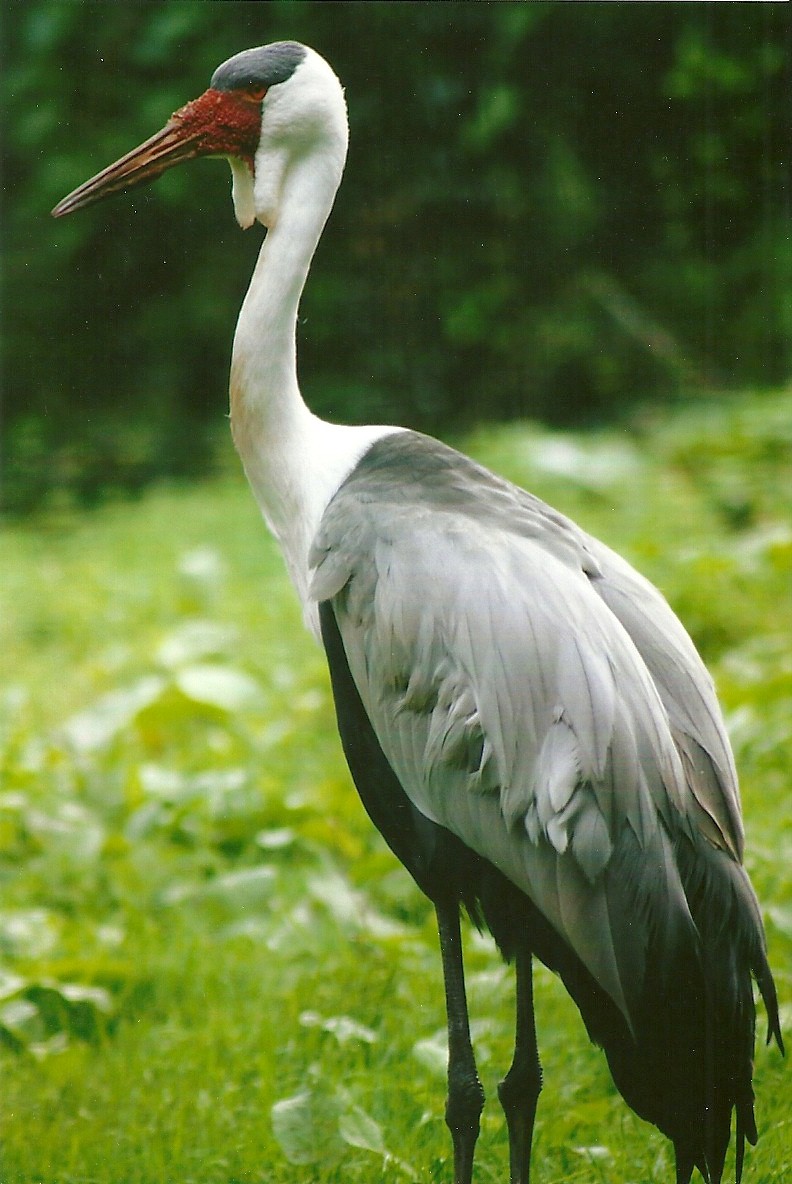 Wattled Crane 9th September 2012