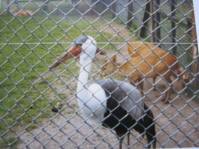 Wattled Crane and Muntjac 30/7/87.