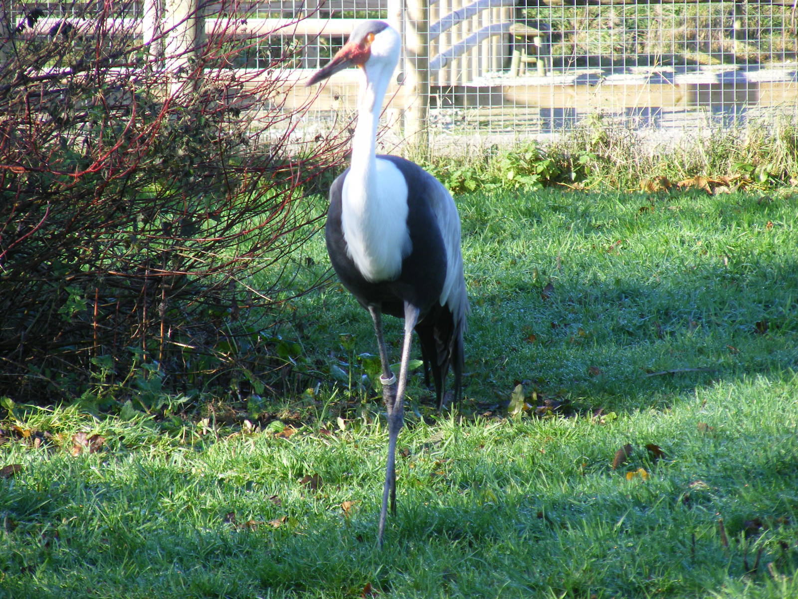Wattled crane at Blackbrook Zoo, 13 November 2010