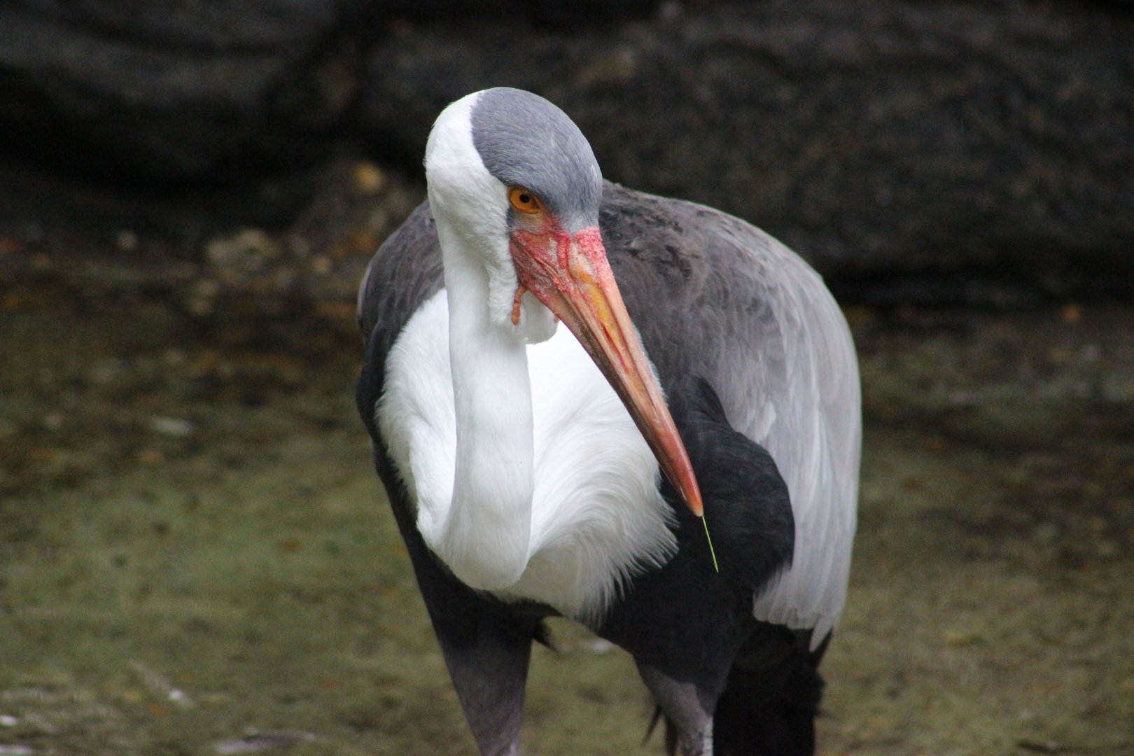 Wattled Crane at the Philadelphia Zoo