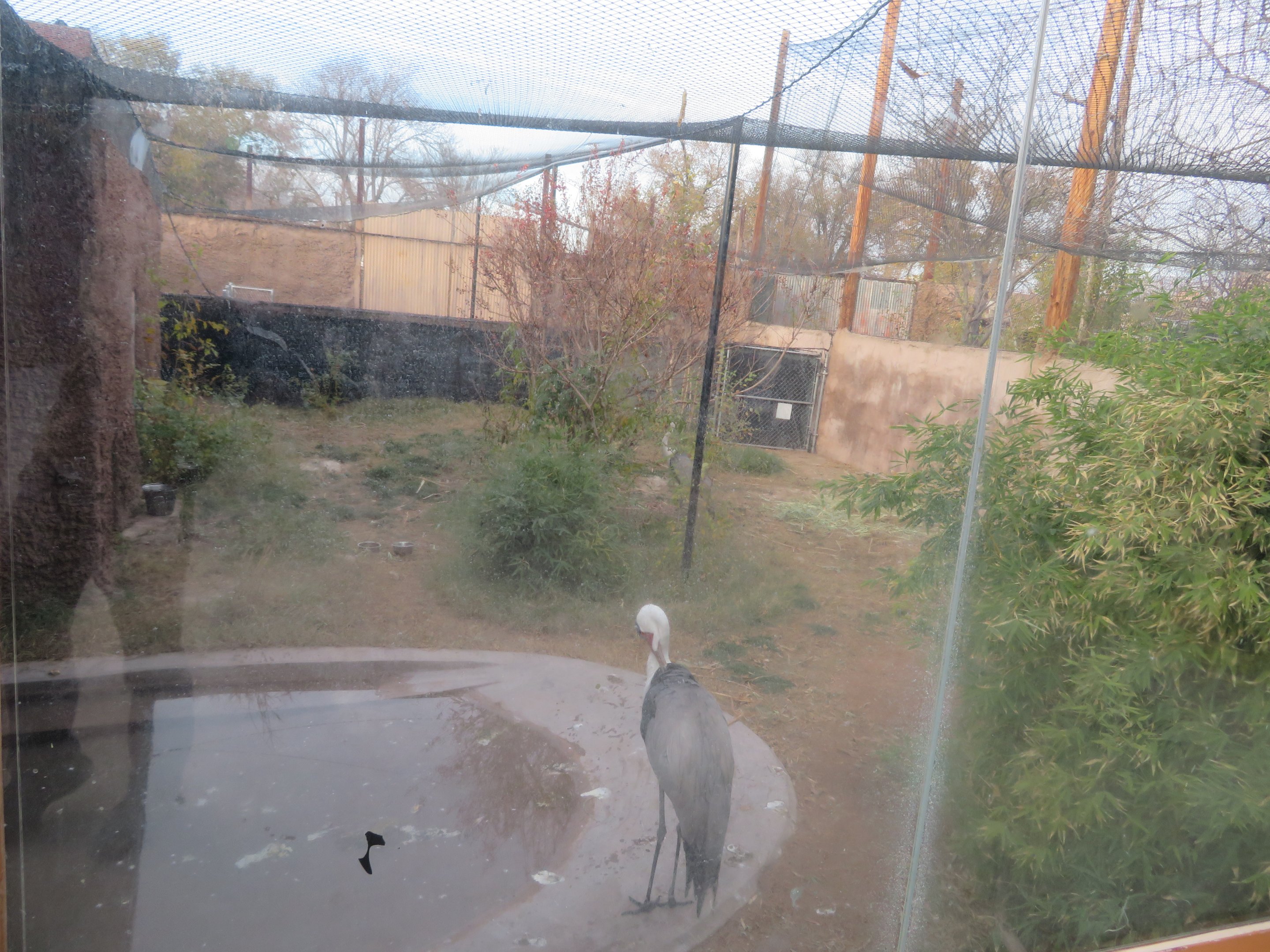 Wattled Crane Aviary