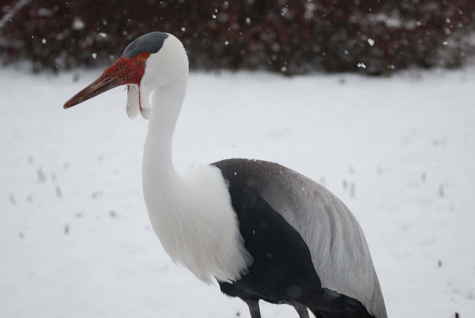 Wattled Crane, Blackbrook in the Snow (again!) 27/12/10