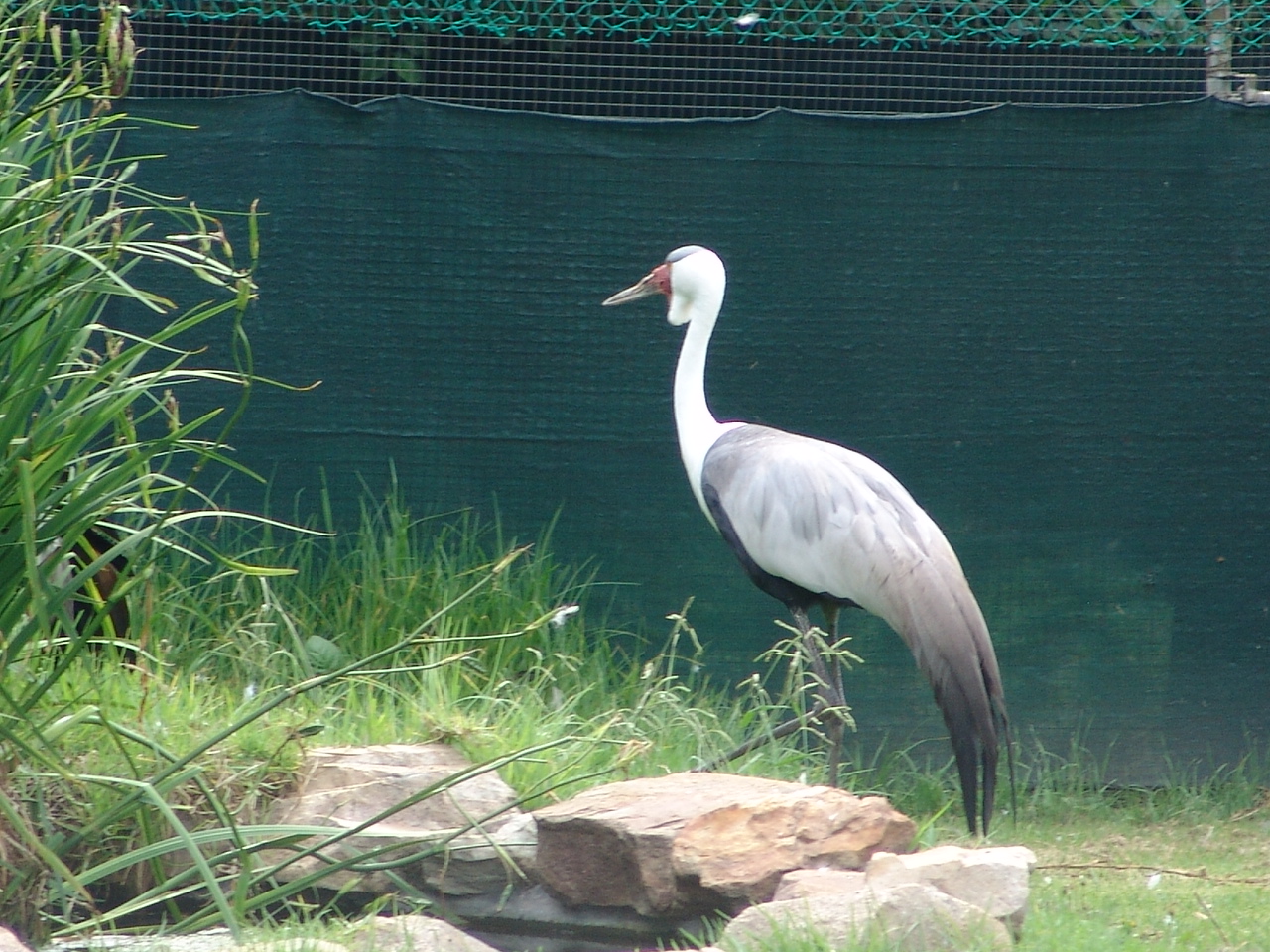 Wattled Crane (Bugeranus carunculatus)