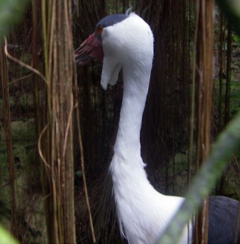 Wattled Crane (Bugeranus carunculatus)