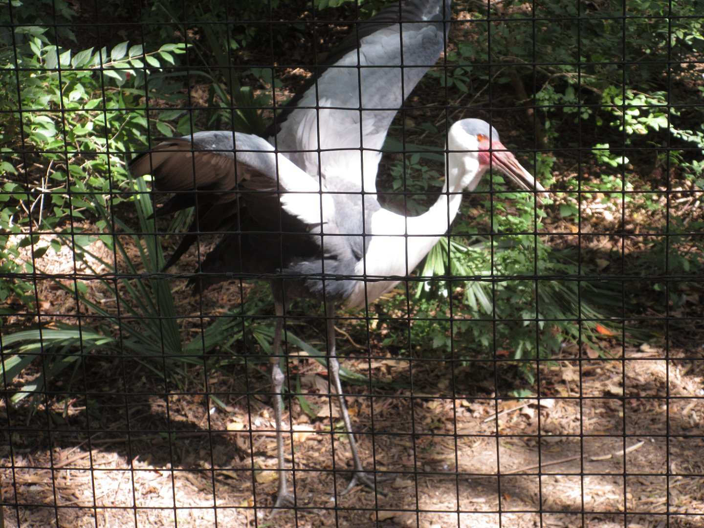 Wattled Crane (Bugeranus carunculatus)