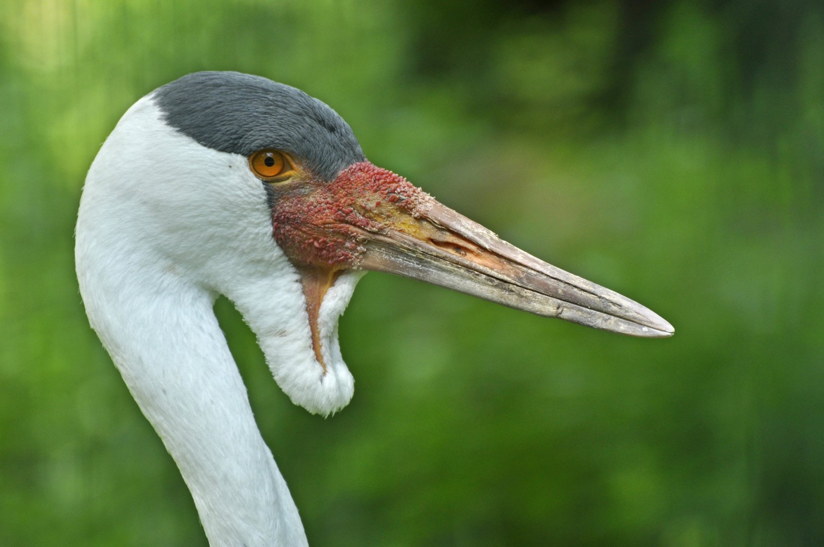 Wattled crane (Bugeranus carunculatus)