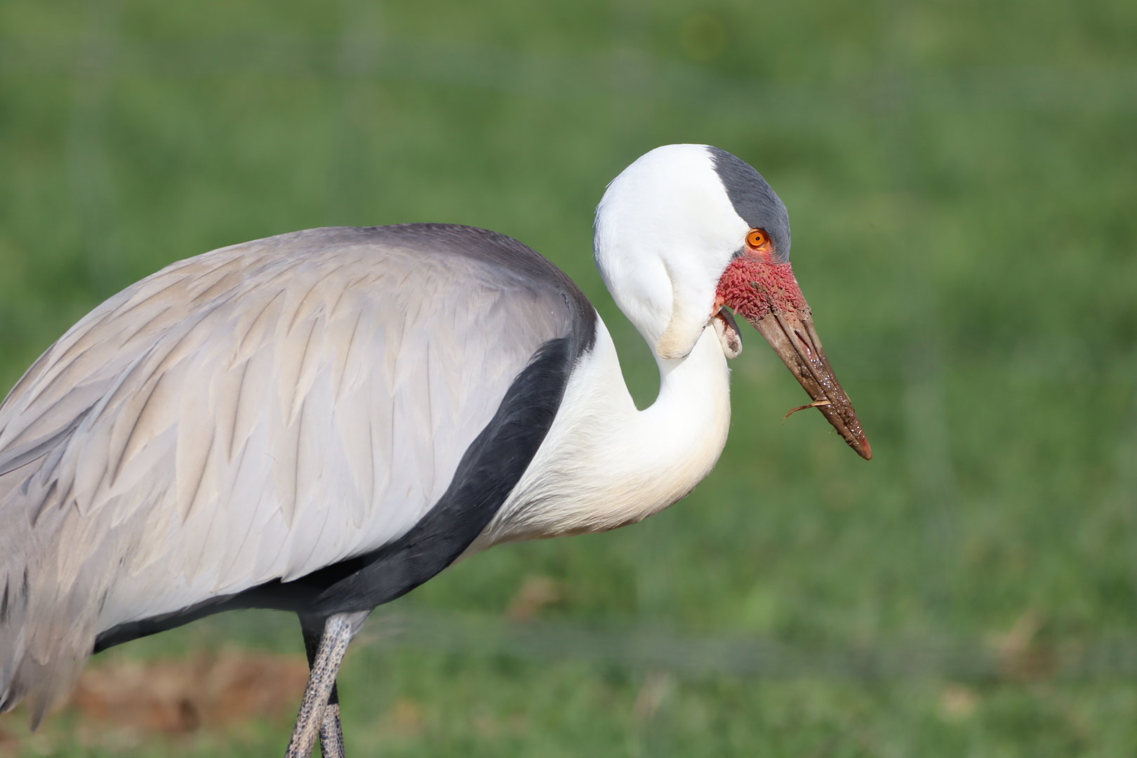 Wattled Crane (Bugeranus carunculatus)