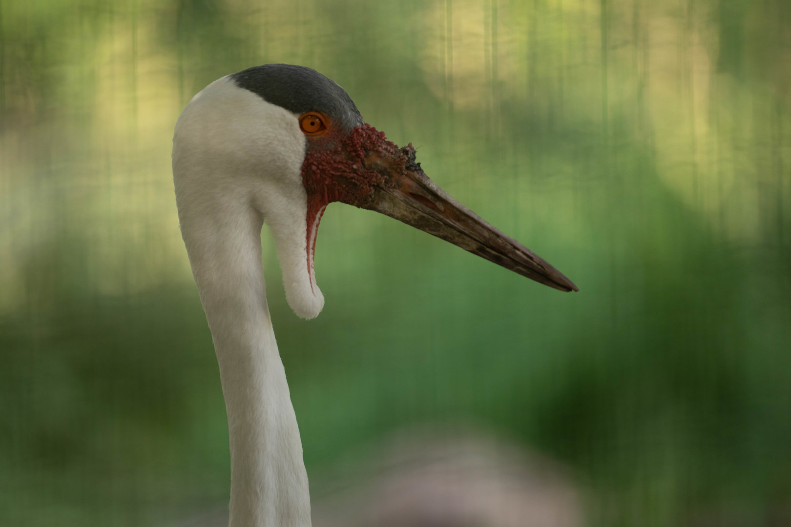 Wattled crane (Bugeranus carunculatus)