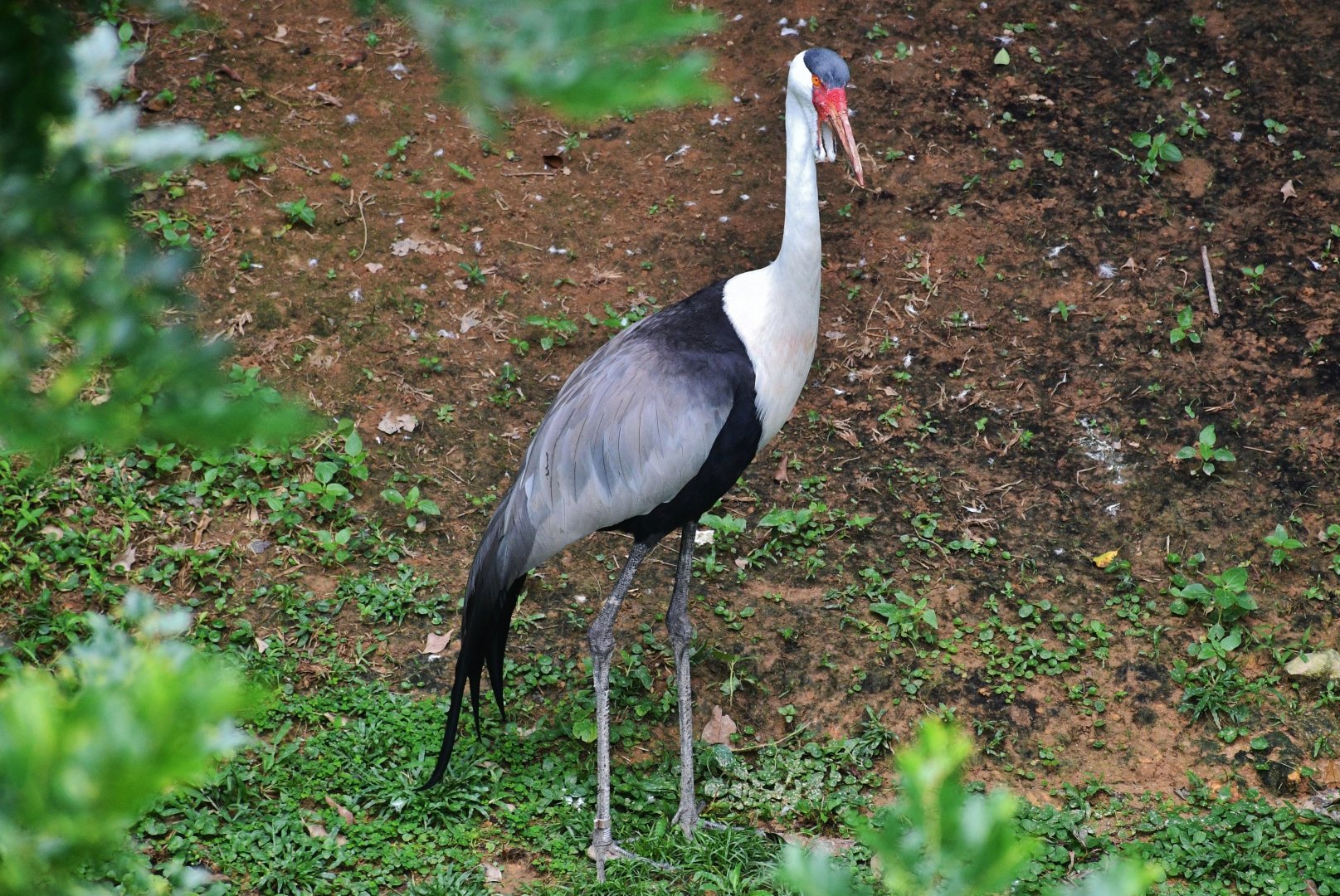 Wattled Crane (Bugeranus carunculatus)
