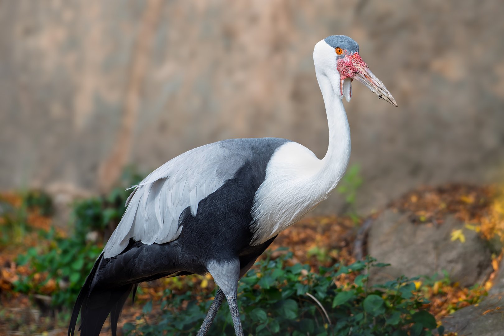 Wattled Crane, Cedric