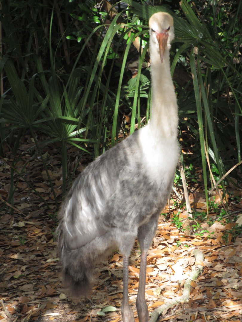 Wattled Crane Chick Closeup