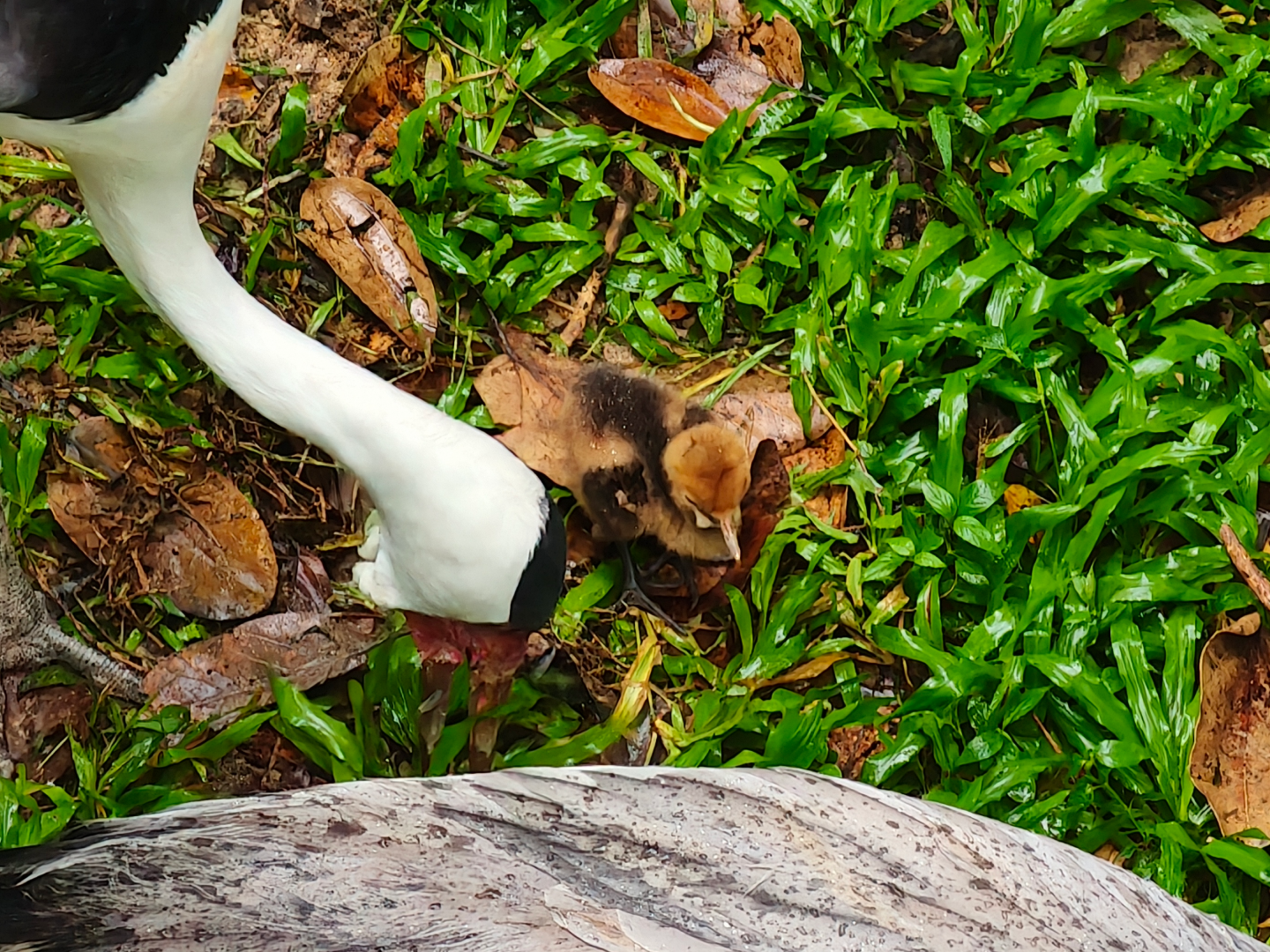Wattled Crane chick (Grus carunculata)