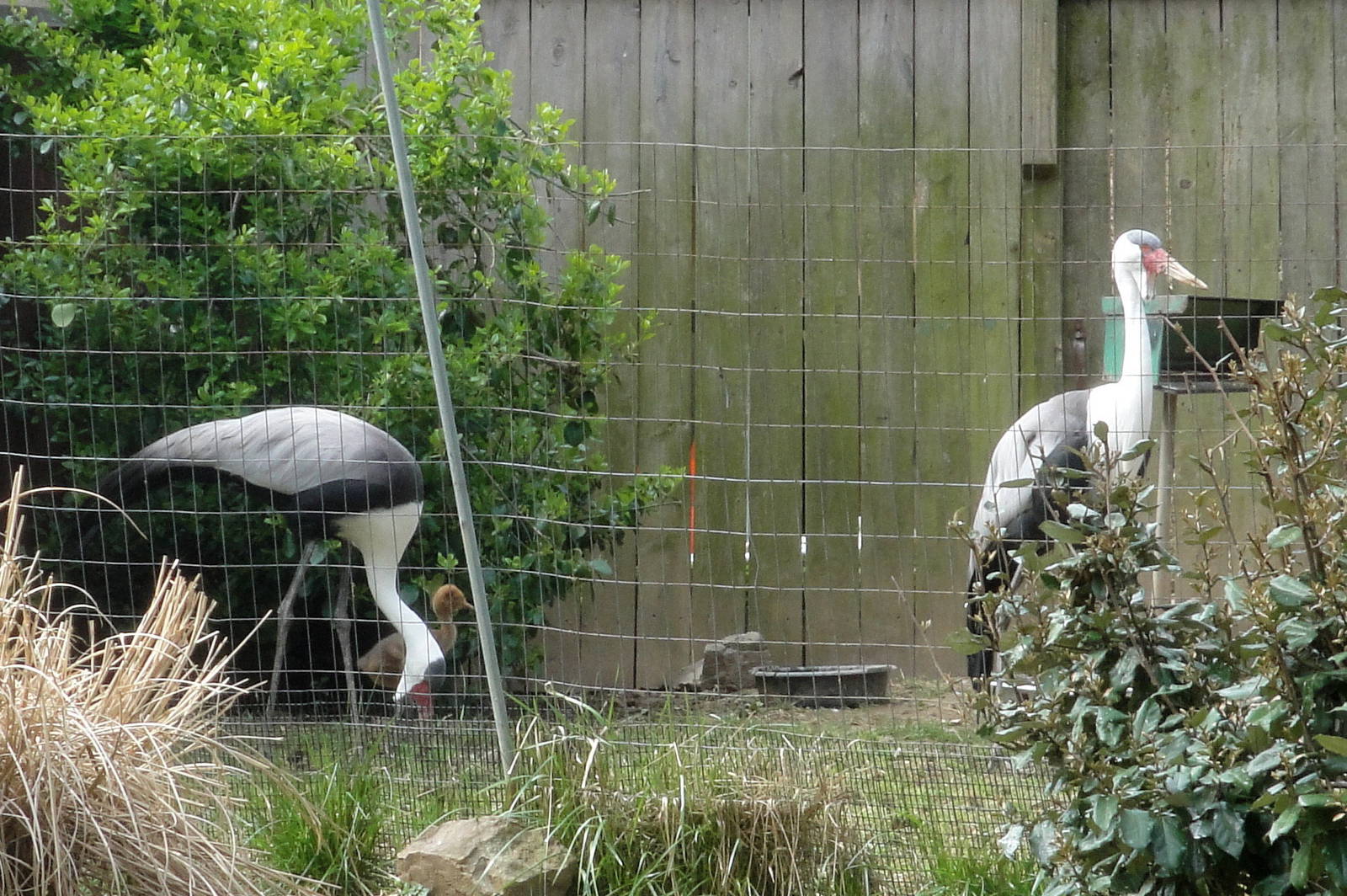 Wattled Crane Chick