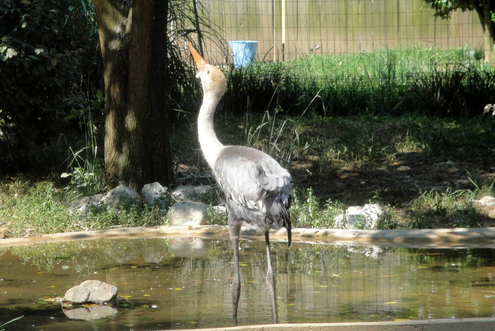Wattled Crane Chick