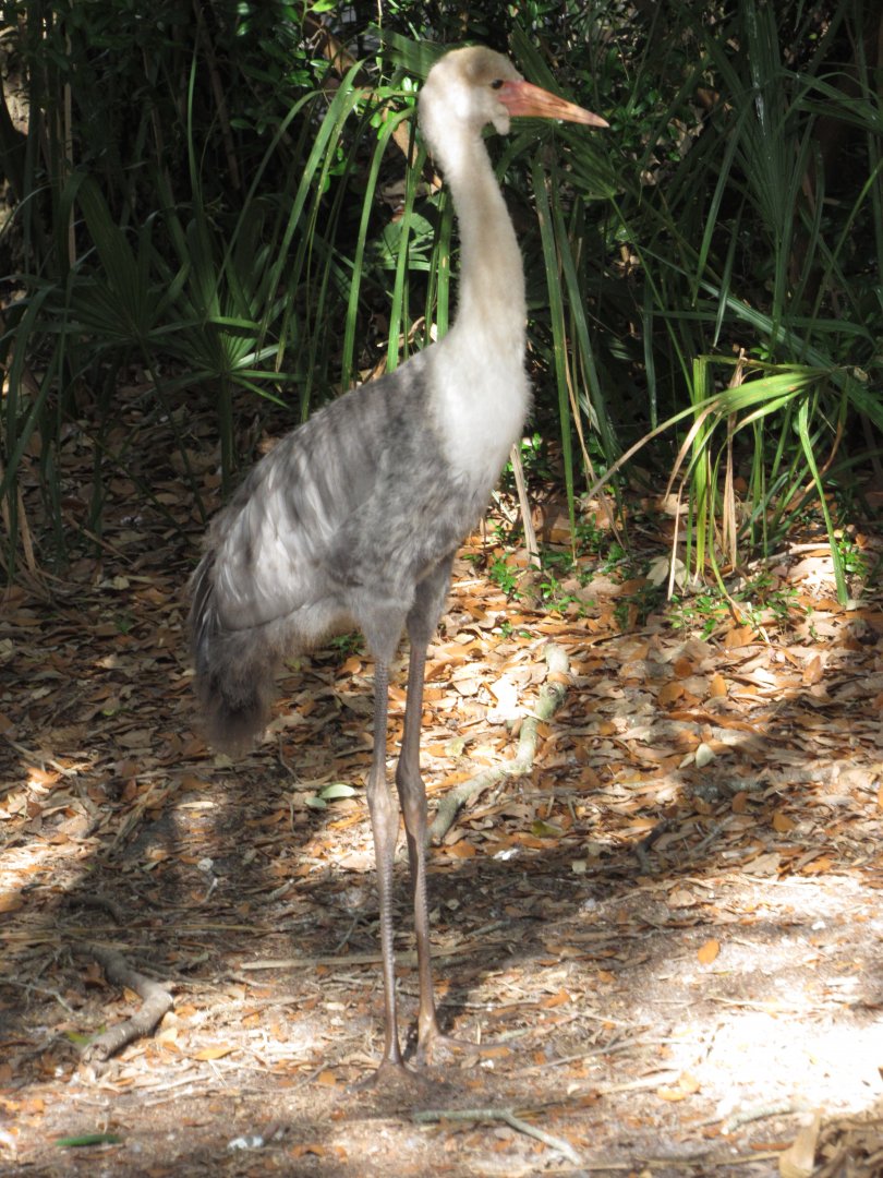 Wattled Crane Chick