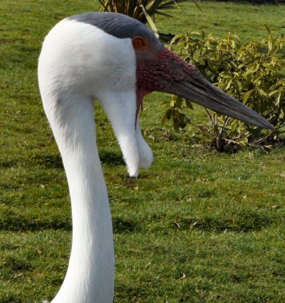 wattled crane close up