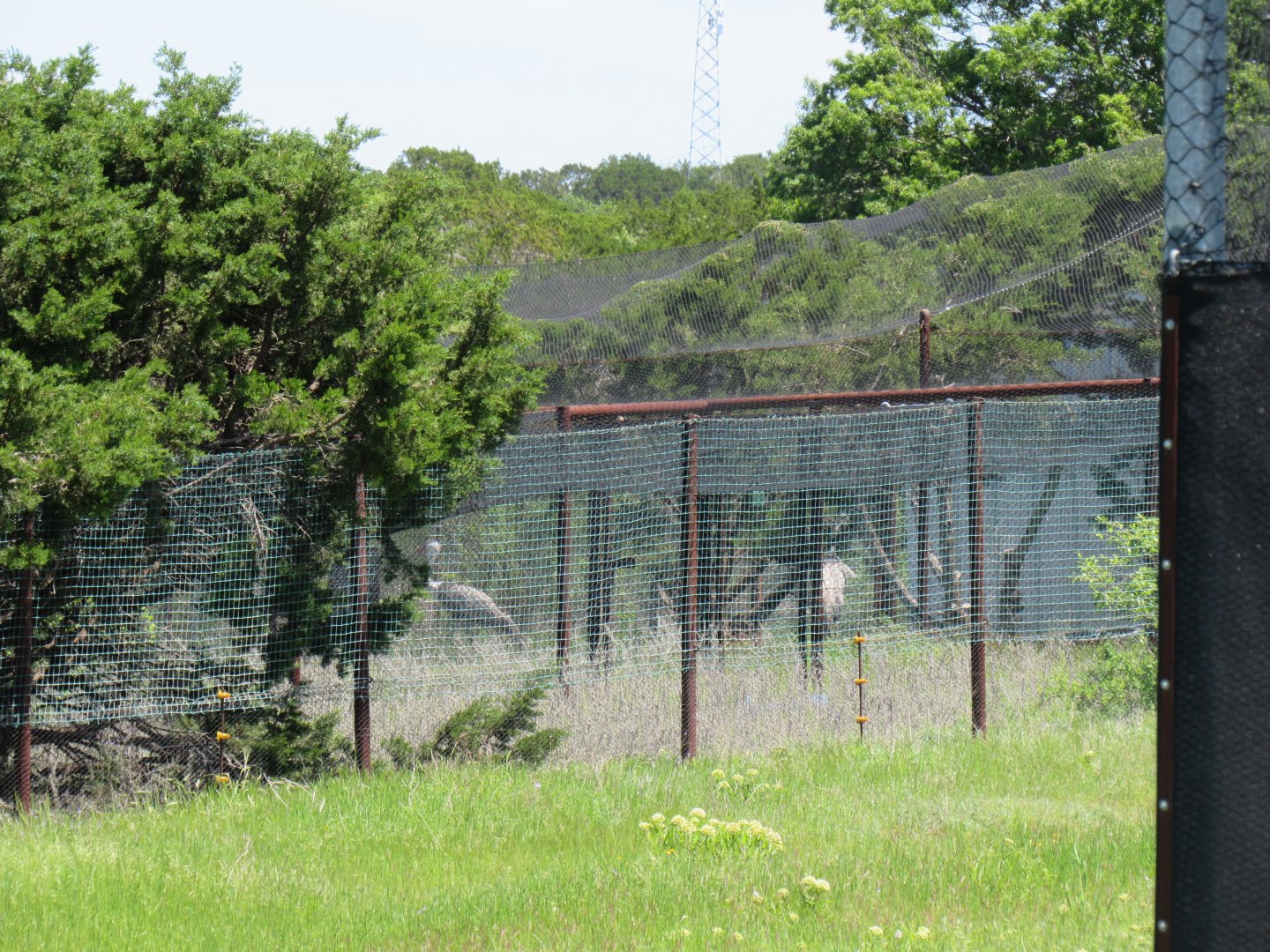Wattled Crane Complex