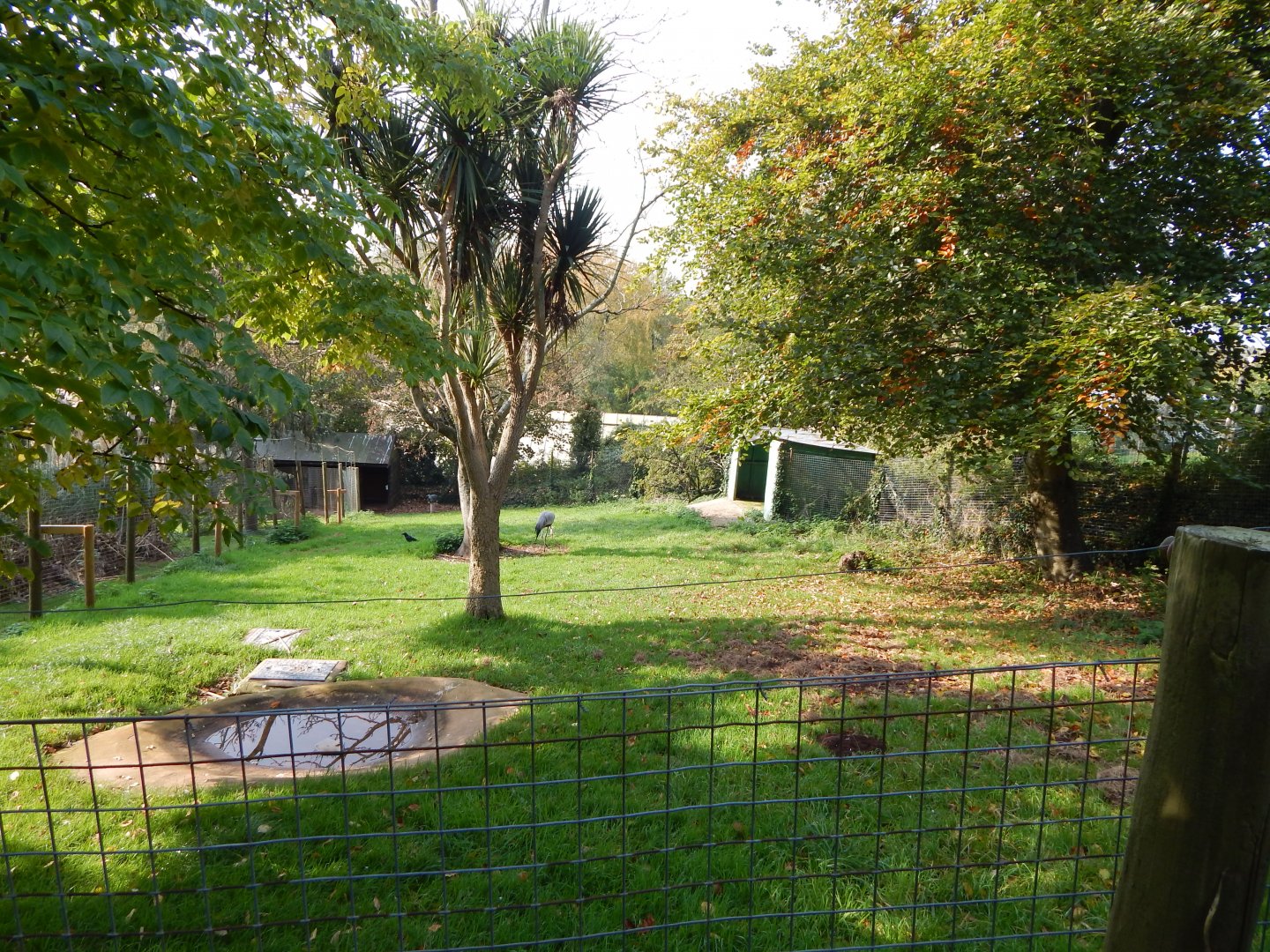 Wattled crane enclosure 181020