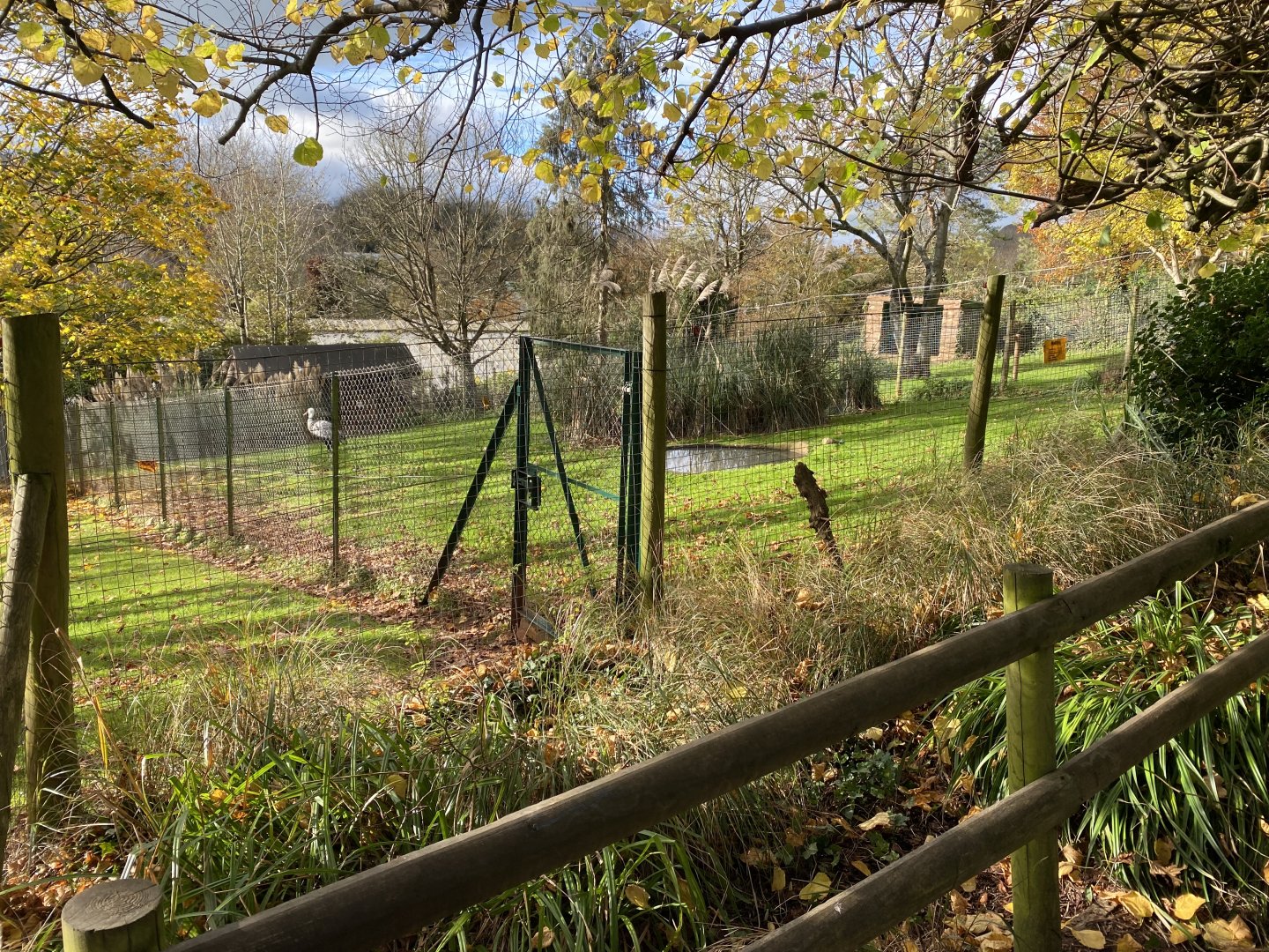Wattled crane enclosure 201121