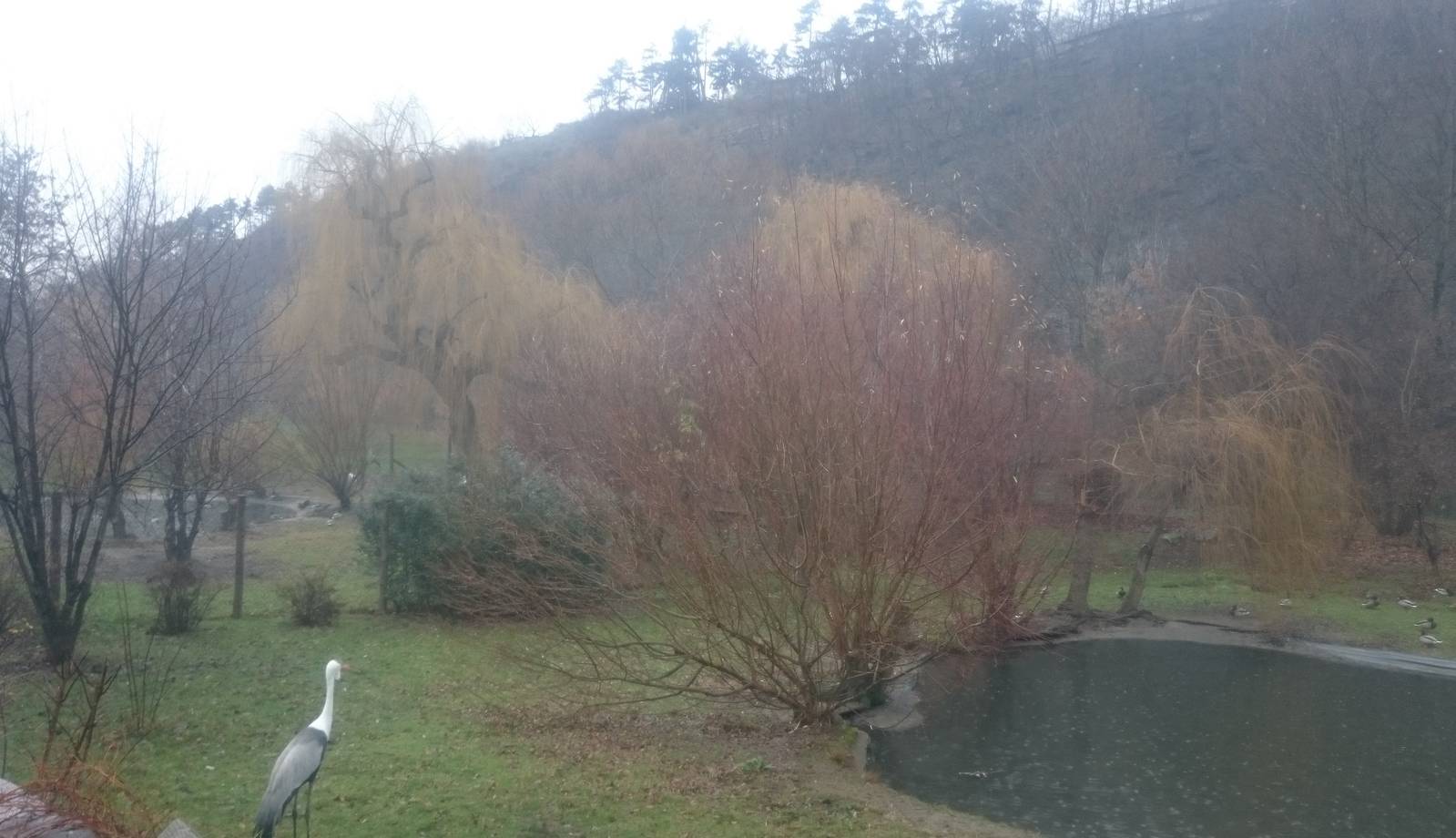 Wattled crane enclosure
