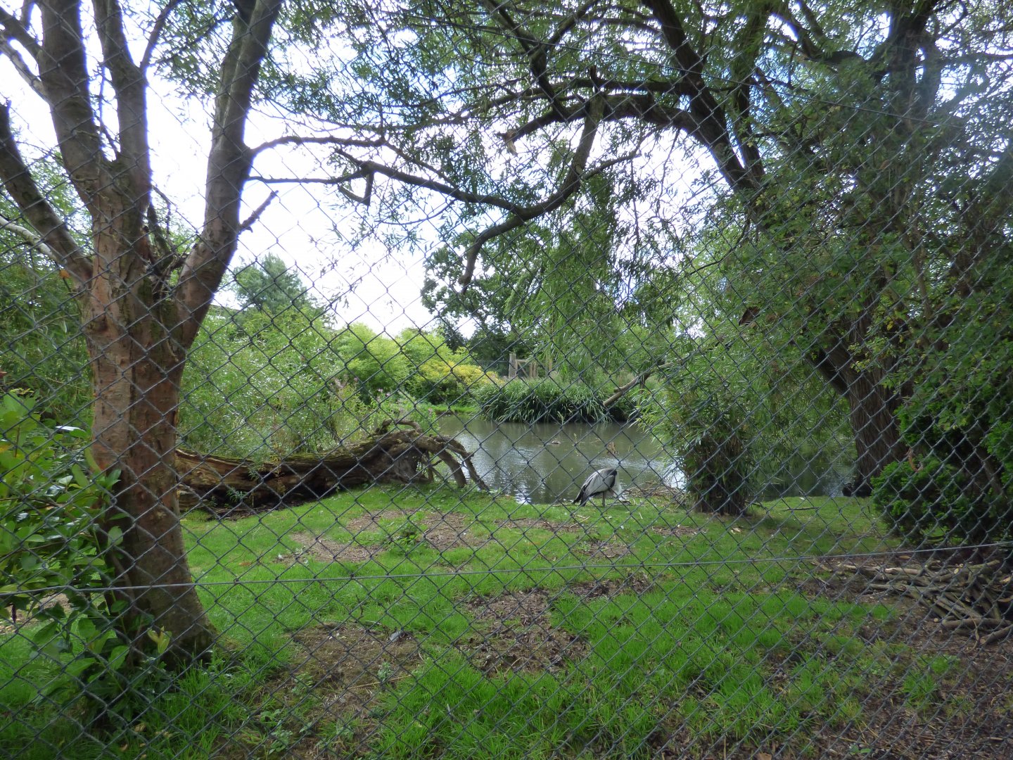 Wattled Crane Enclosure
