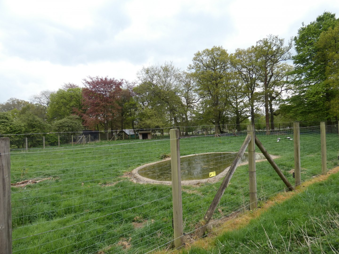 Wattled crane enclosure