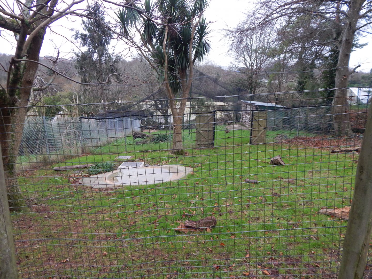 Wattled crane exhibit 111224