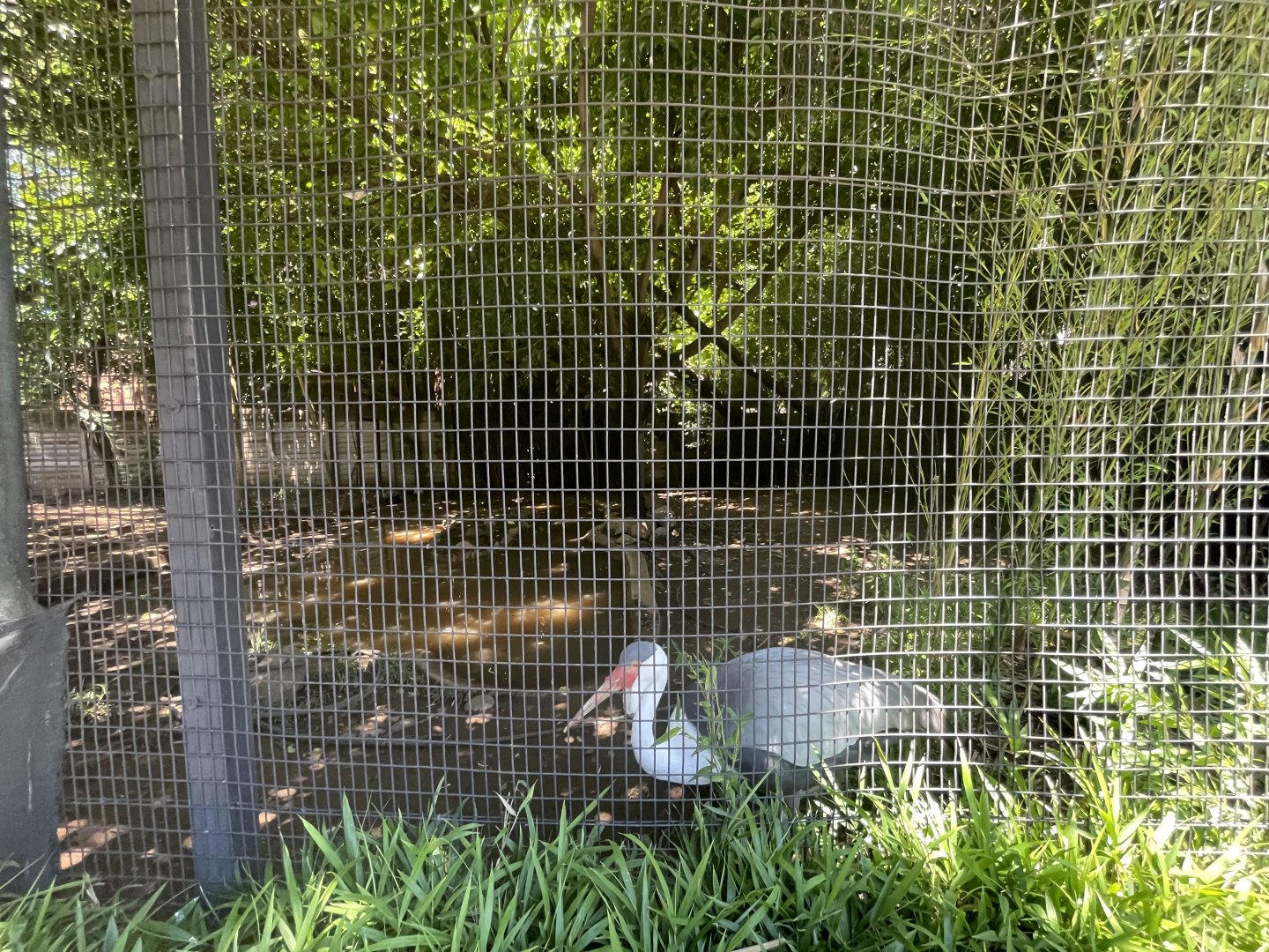 Wattled Crane Exhibit (Bugeranus carunculatus)