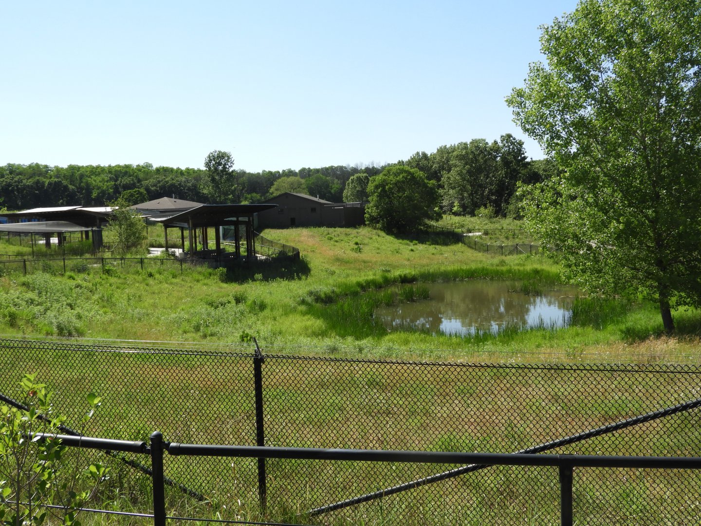 Wattled Crane exhibit - Spirit of Africa