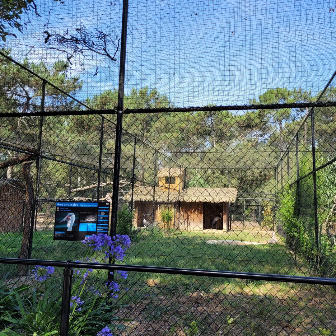 Wattled crane exhibit -Zoo de Labenne (2023)