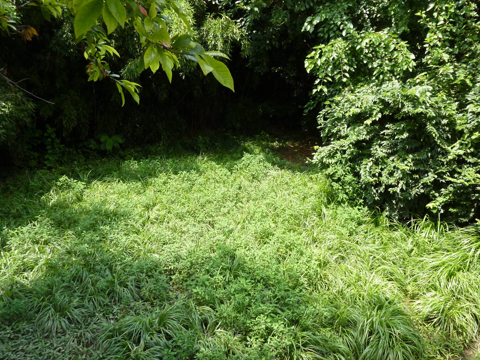 Wattled Crane Exhibit