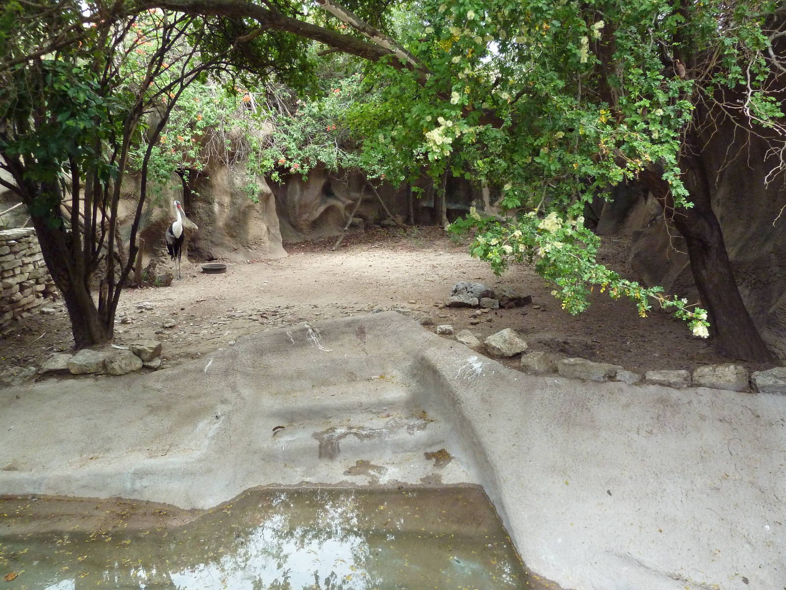 Wattled Crane Exhibit