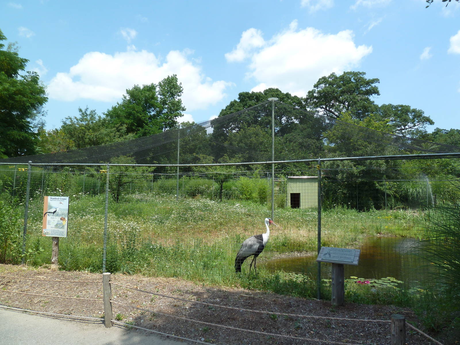 Wattled Crane Exhibit