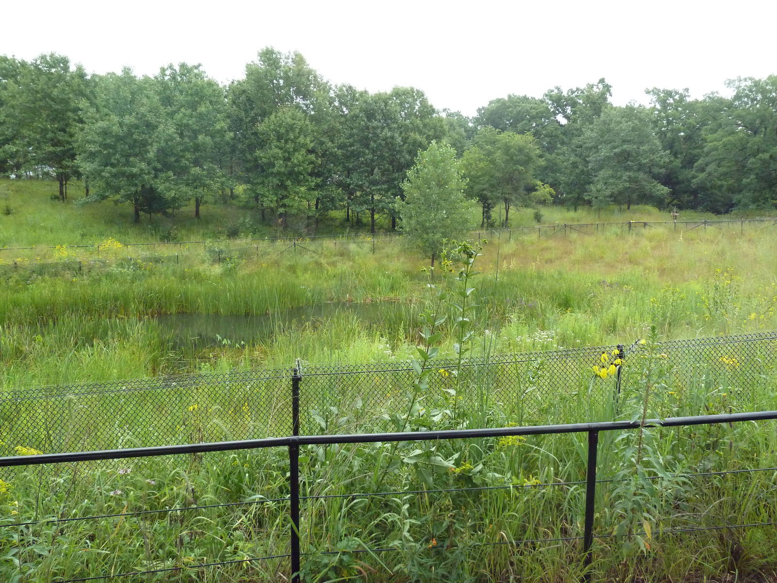 Wattled Crane Exhibit