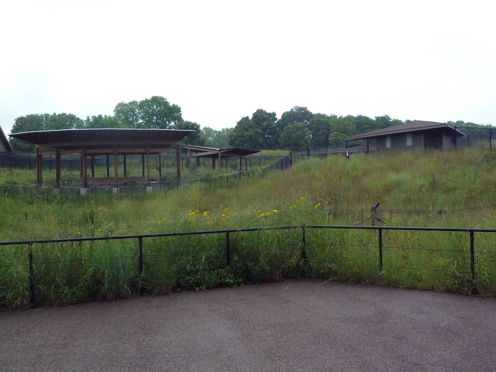 Wattled Crane Exhibit