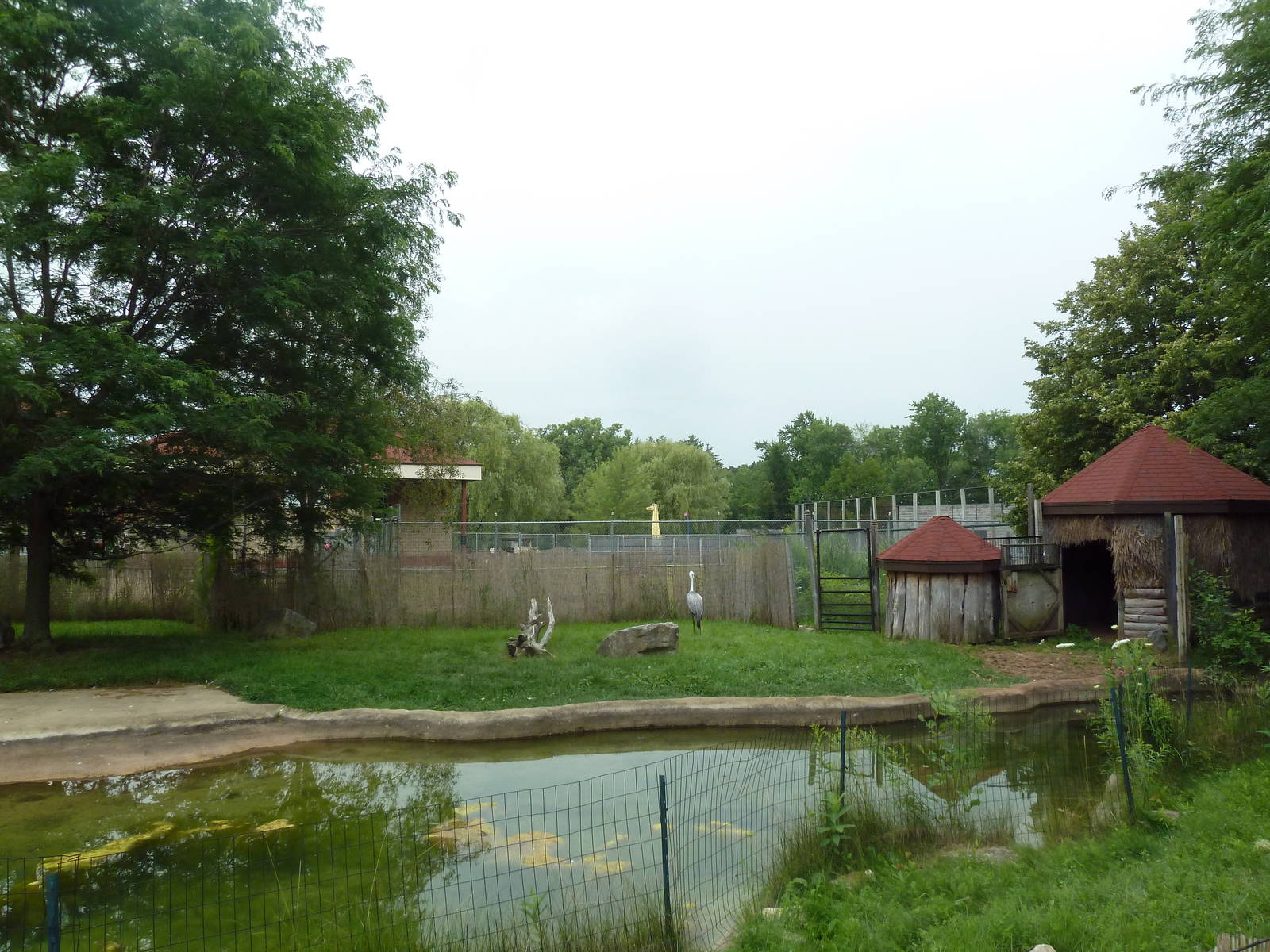 Wattled Crane Exhibit