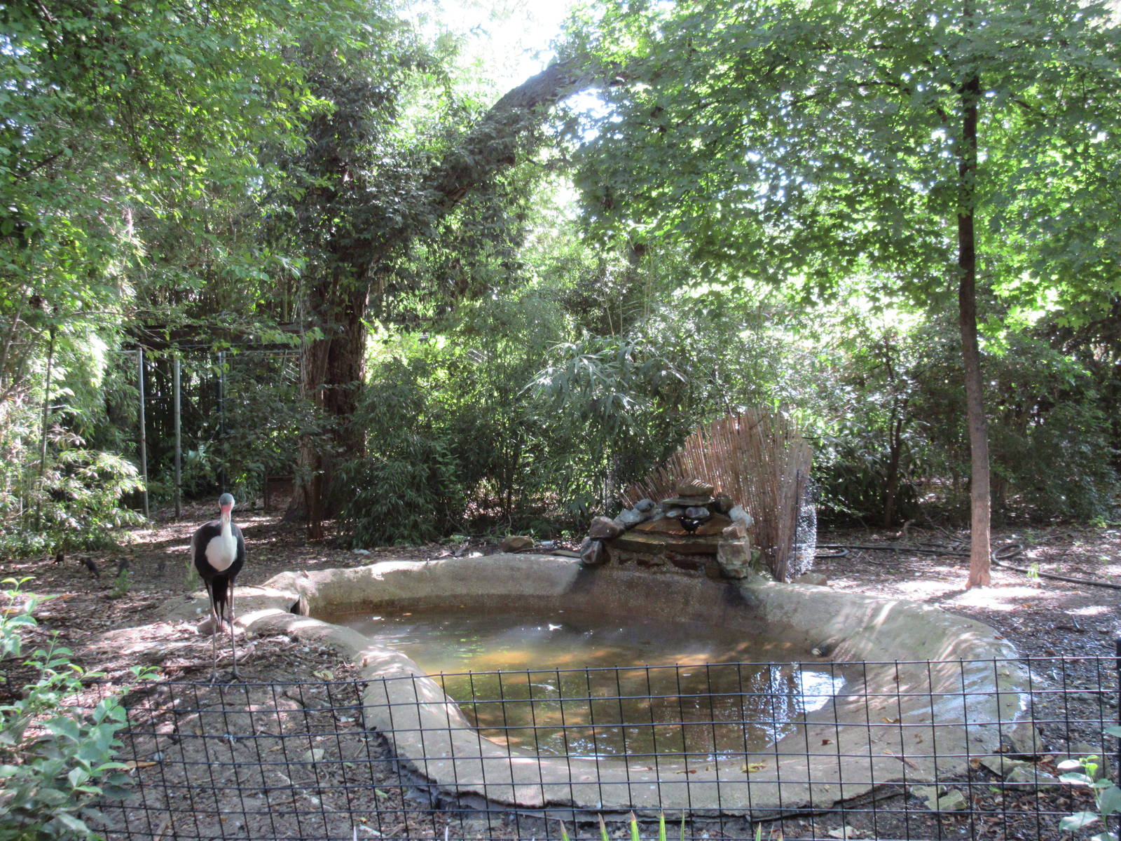 Wattled Crane Exhibit