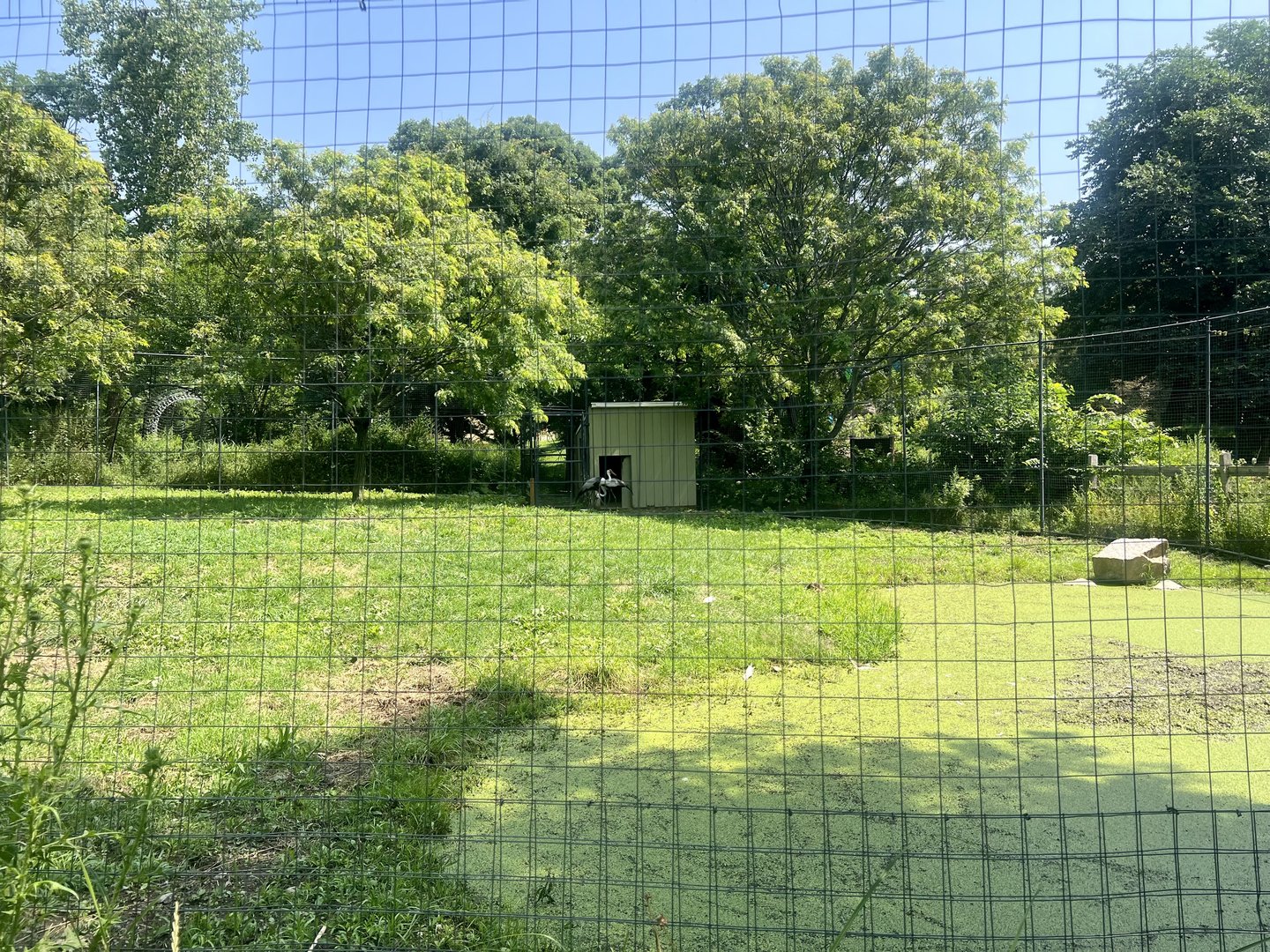Wattled Crane Exhibit