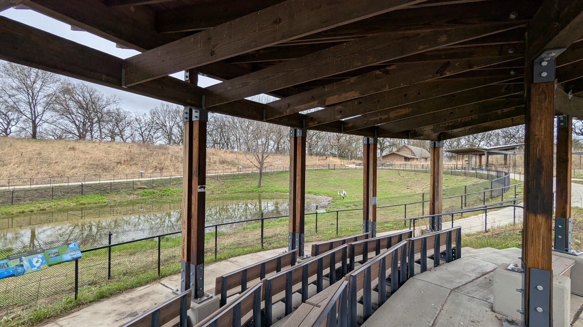 Wattled crane exhibit
